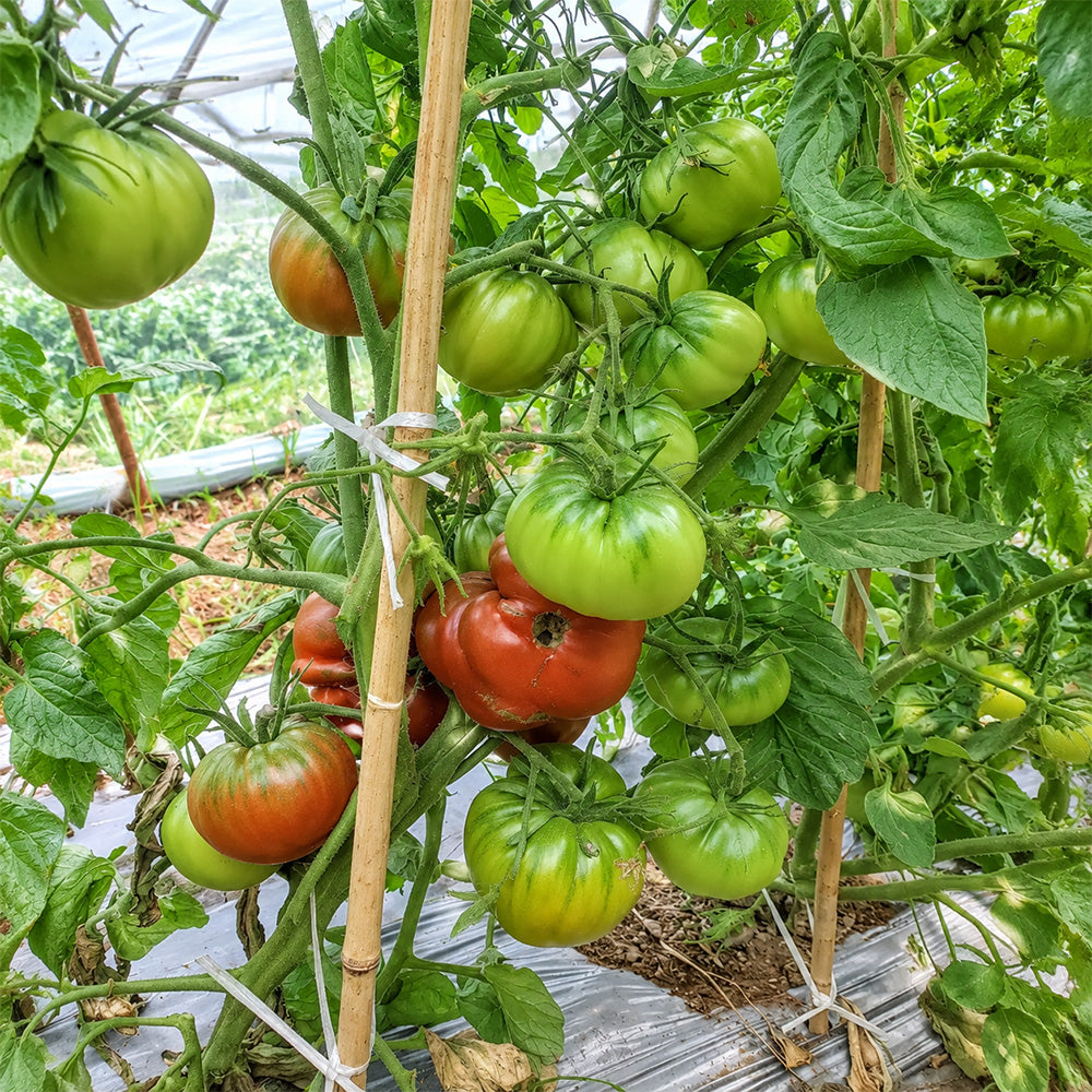 54 Jarson 18/4 Tomato