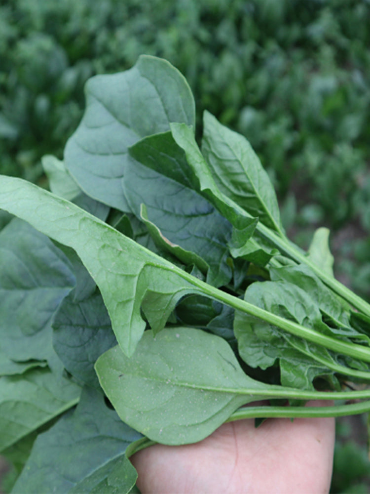 Spring-Autumn Large-Leaf Spinach