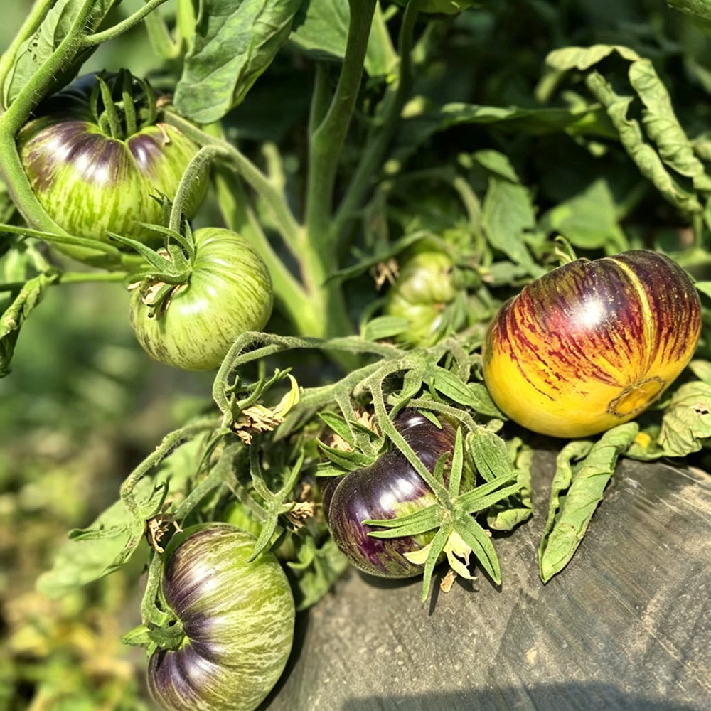 783 Dwarf Sun Queen Tomato
