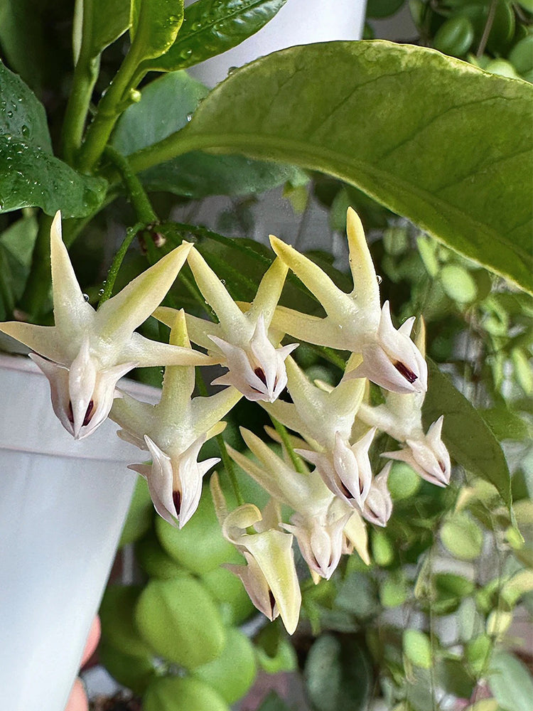 Hoya multiflora Unrooted Stem Cuttings