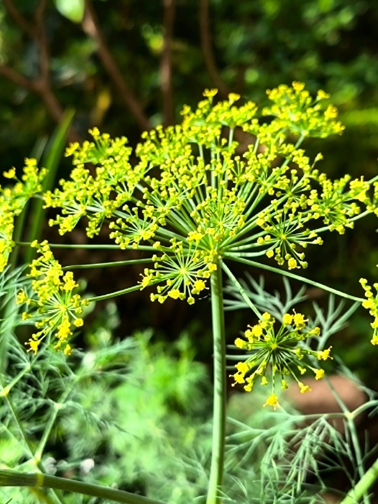 ANE02 Dill