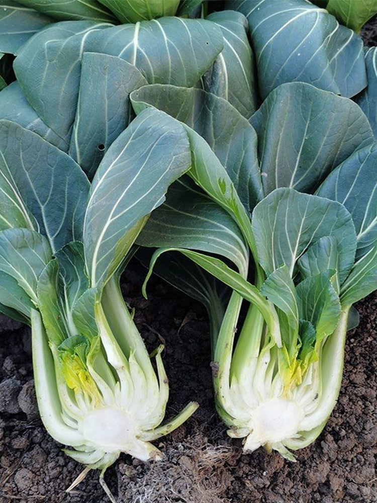 'Suzhou Green' Black-leaf Dwarf Bok Choy