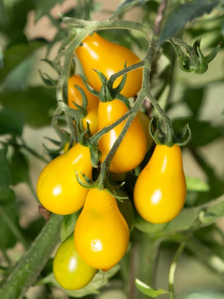 Yellow Pear Tomato