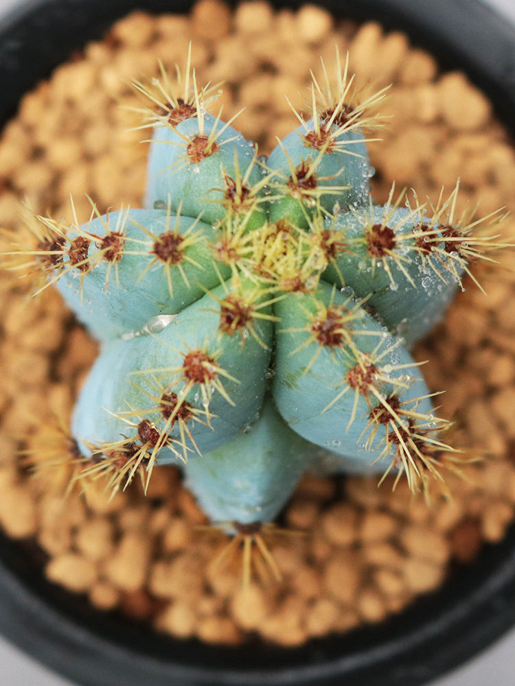 Pilosocereus pachycladus