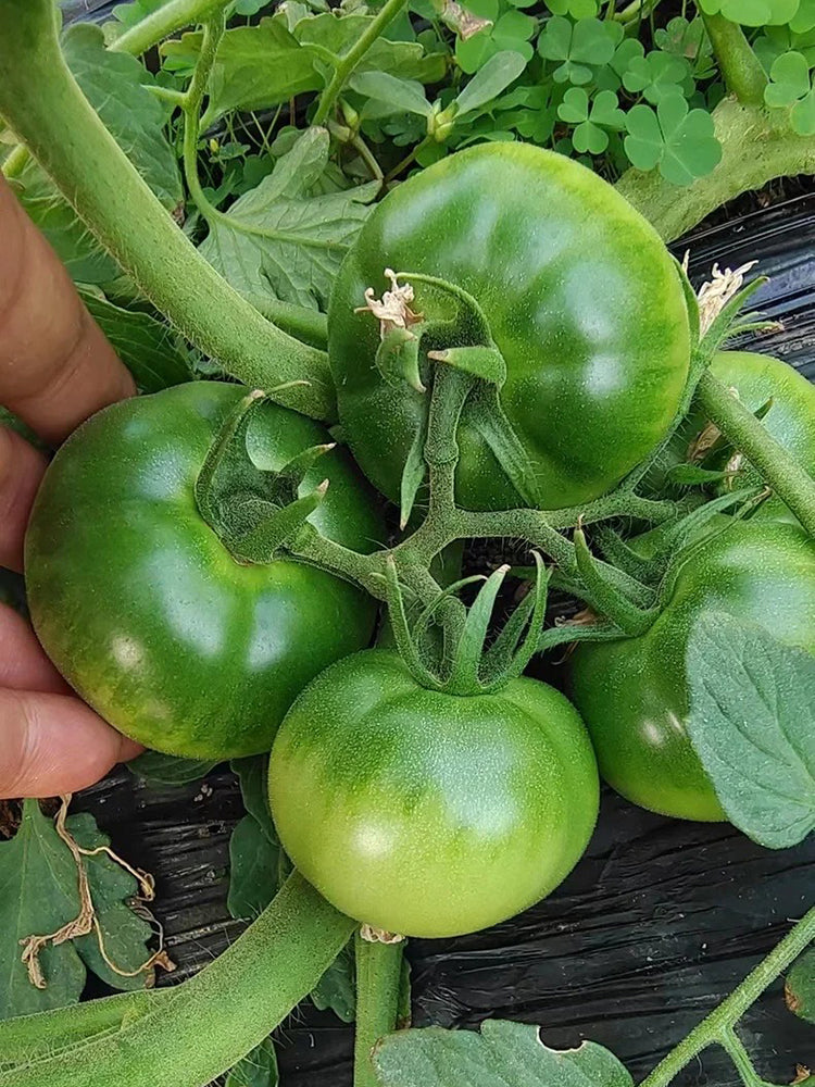 Crisp Sweet Strawberry Tomato