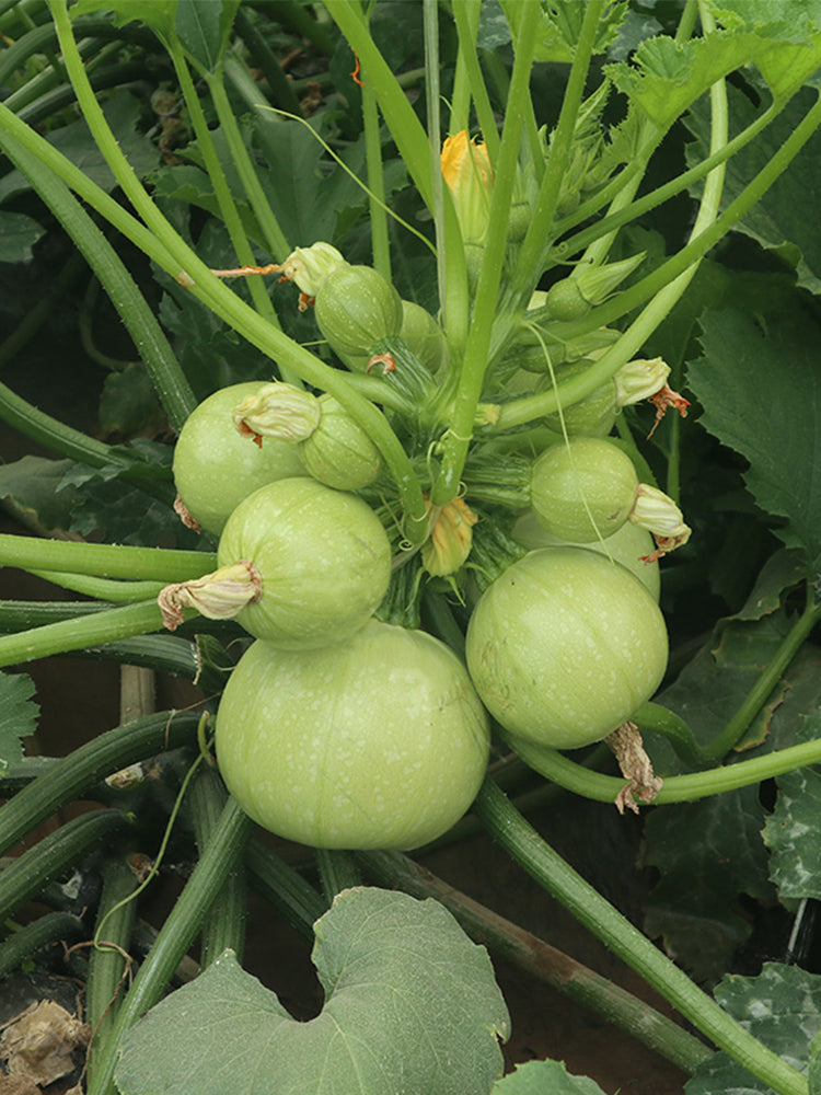 Green Pearl Zucchini