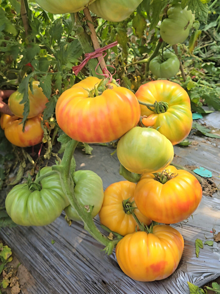 746 Red Belly Tomato