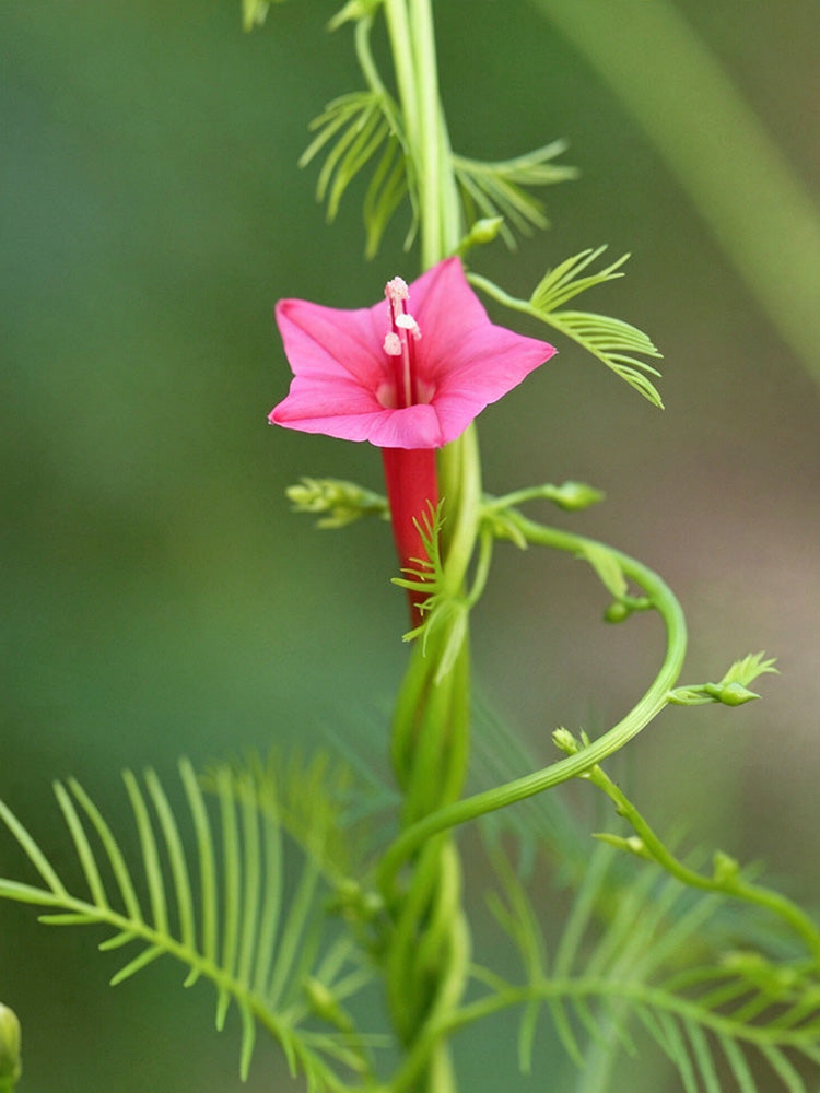Pink Cypress Vine