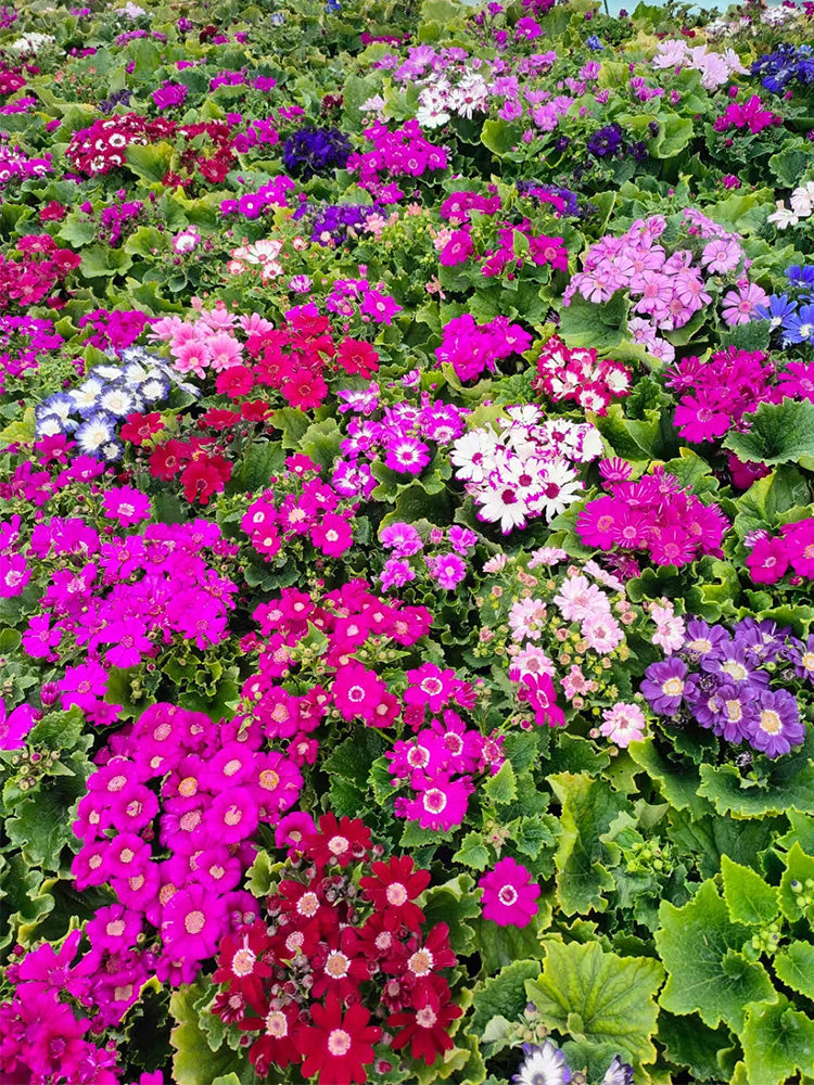 Mixed Colors Large-flowered Cineraria