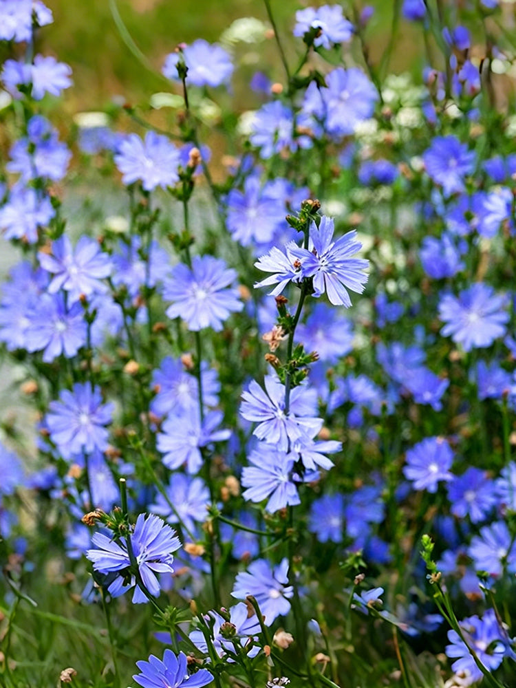 Coffee Chicory