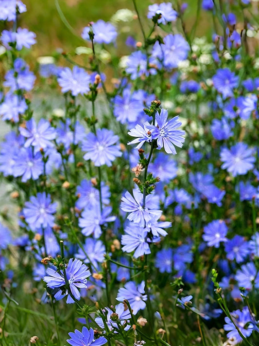Coffee Chicory