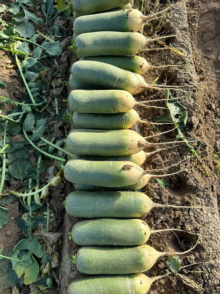 'SanNong Feicui' Fruit Radish