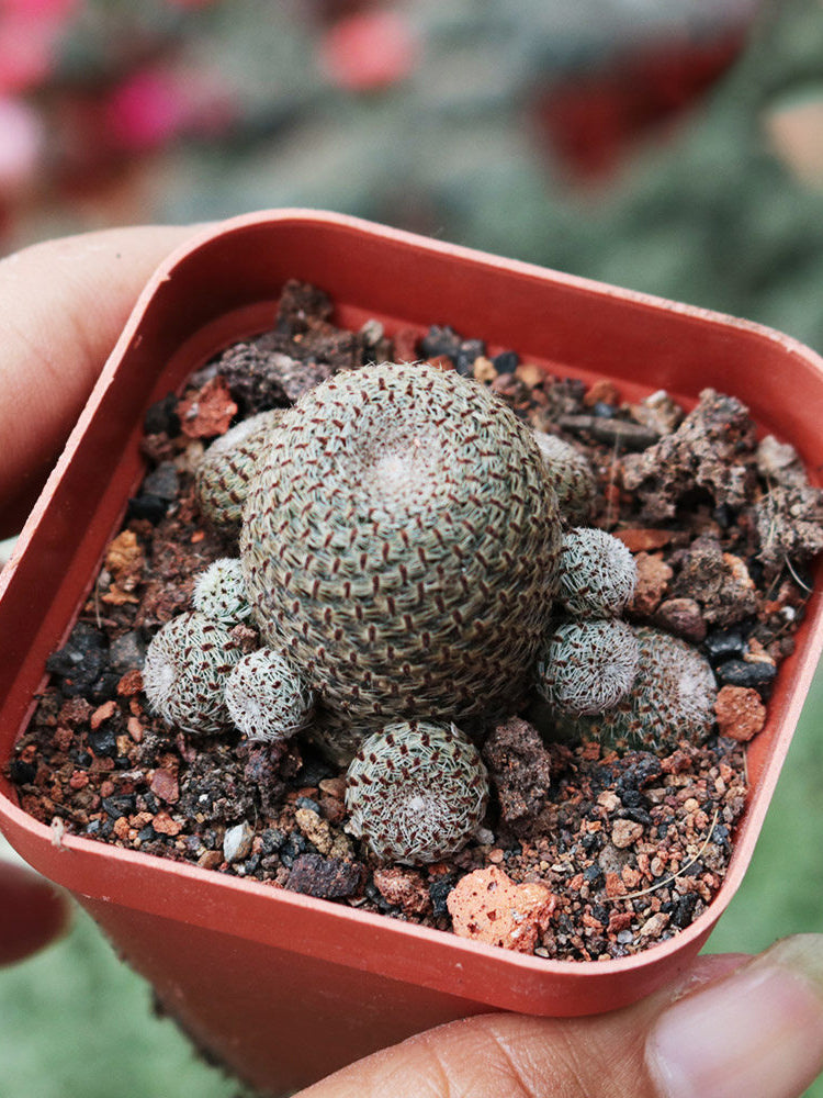 Rebutia heliosa