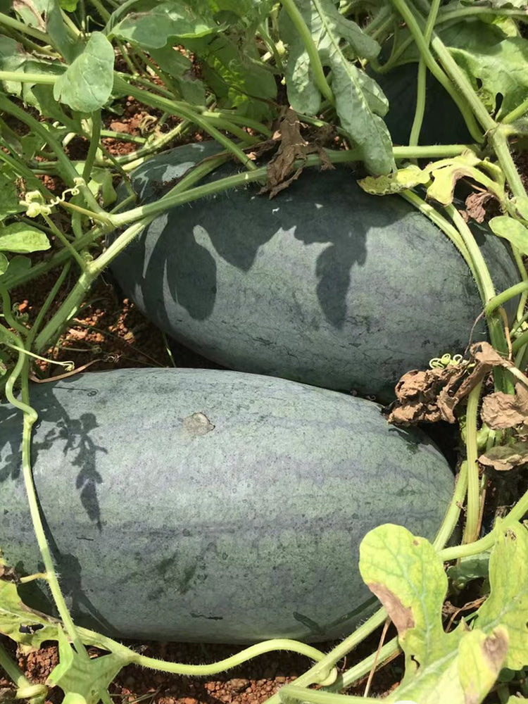 'Midnight Emperor' Black Beauty Watermelon