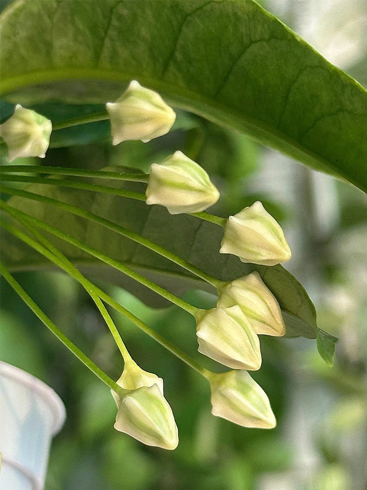 Hoya multiflora Unrooted Stem Cuttings