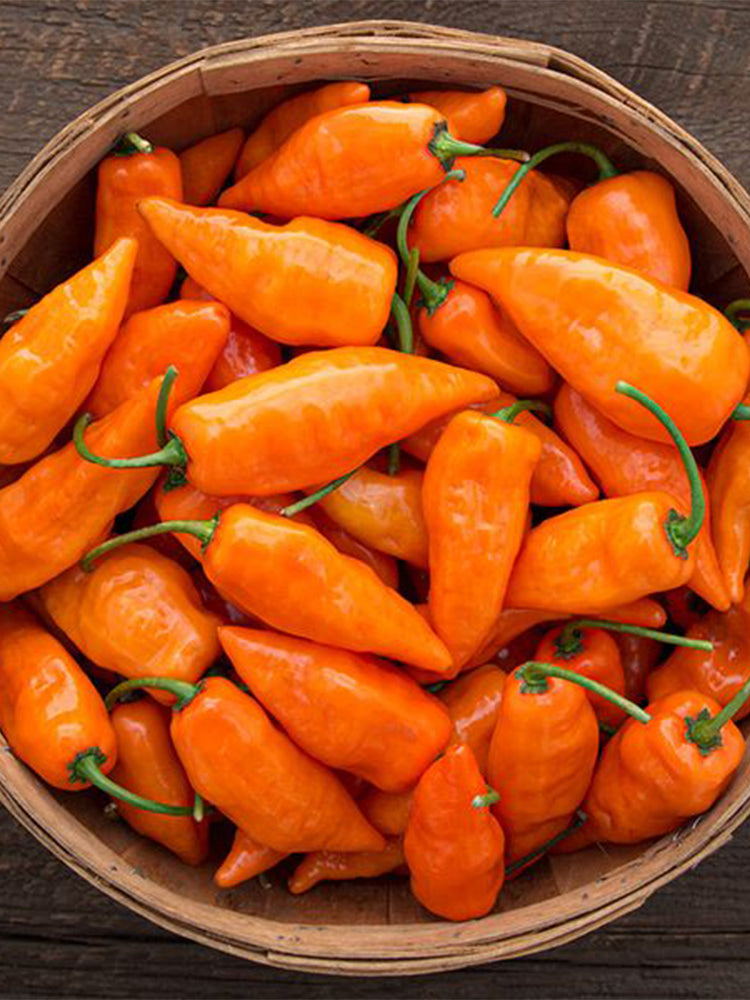 Habanada Sweet Pepper