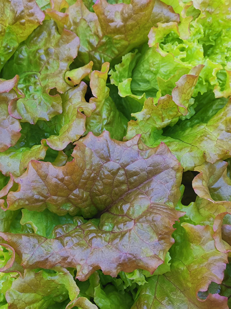 Purple Red Lettuce