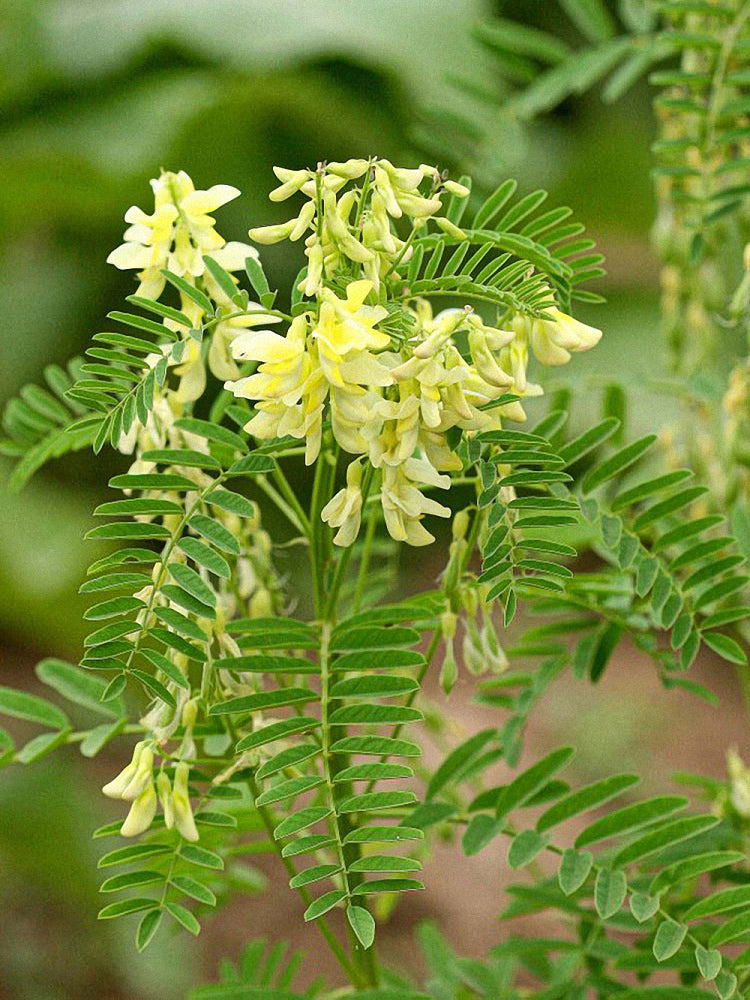 Huang Qi (Astragalus membranaceus)