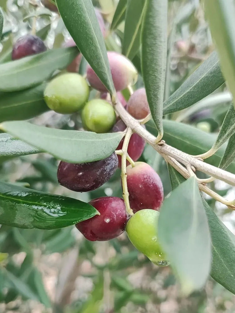 Olive Tree