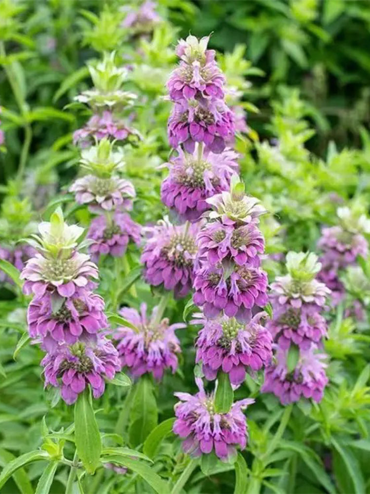 Lemon Mint (Monarda citriodora)