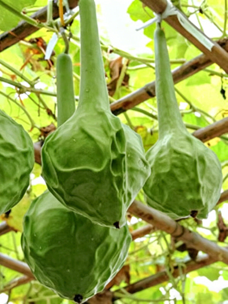 Crane Head Gourd