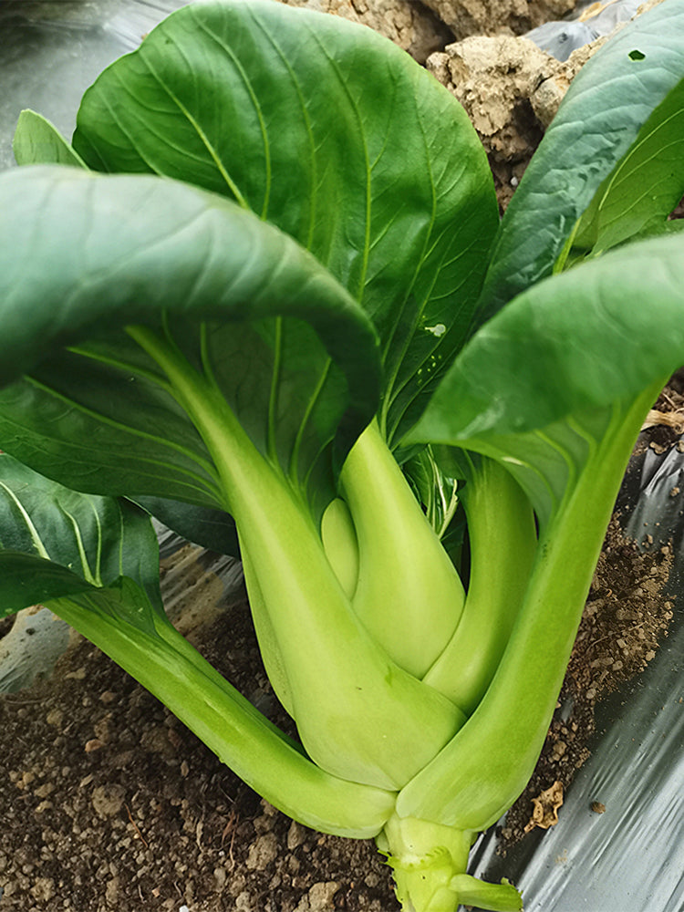 'Meijiaqi' Suzhou Dwarf Pak Choi