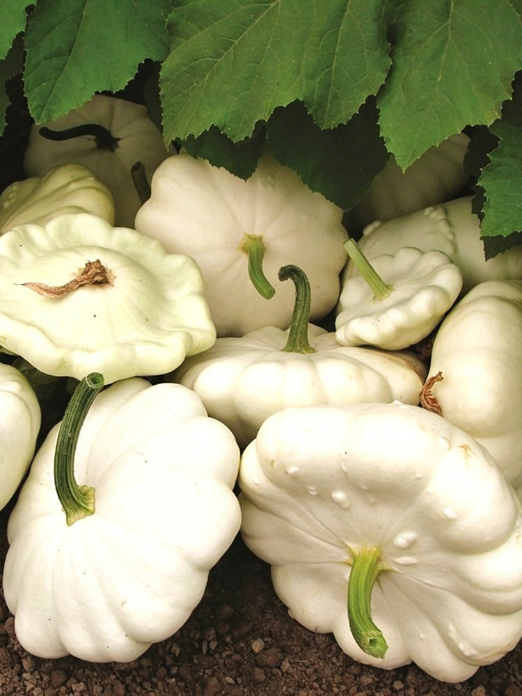 White Flying Saucer Squash