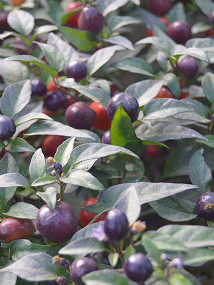 Pearl Multicolor Pepper (Capsicum annuum)