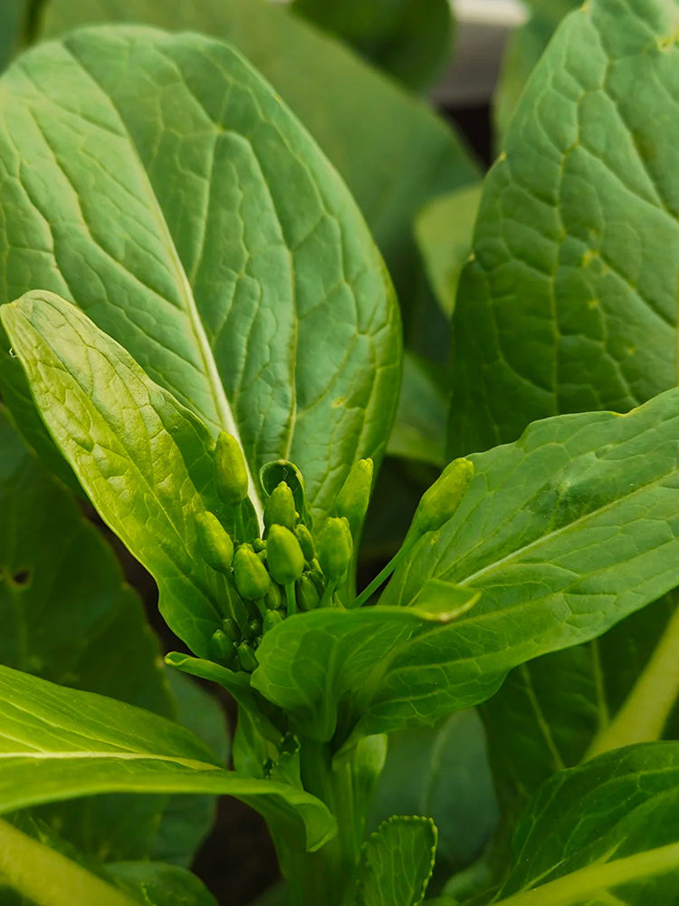 Sijiu Yellow-leaf Choy Sum