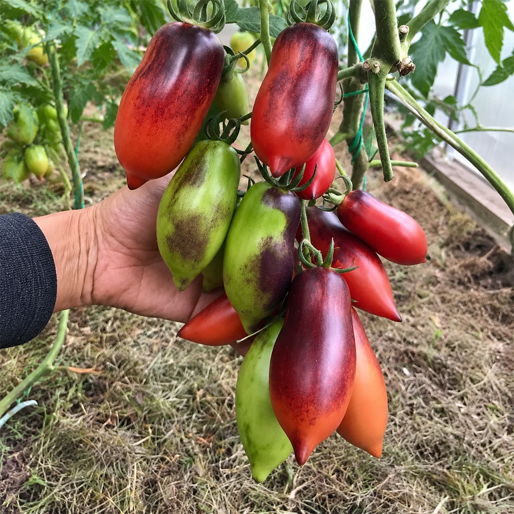 170 Cream Gourmet Tomato