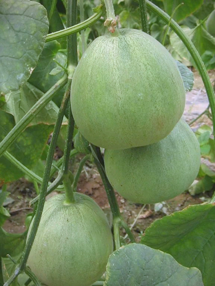 Xin Meiyu F1 Melon