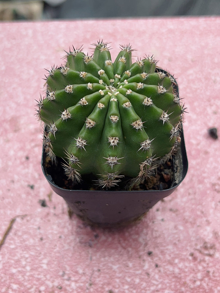 Echinopsis hybrid 'Nongtaojin'