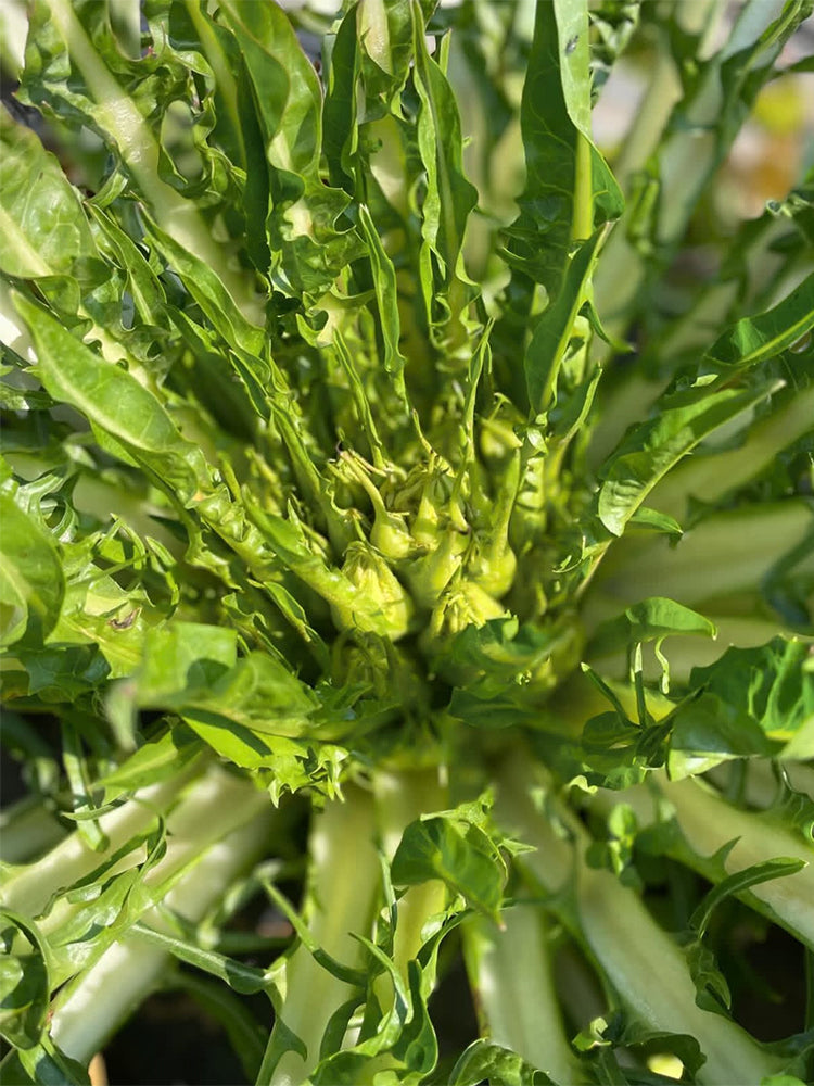 Puntarelle Chicory