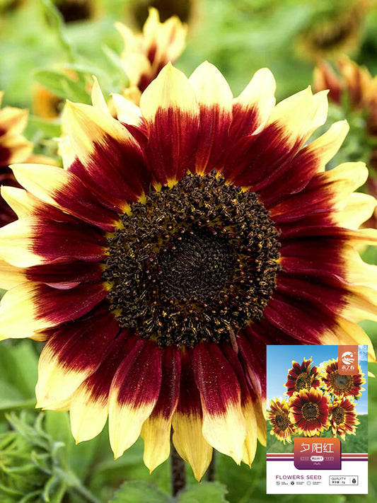 'Sunset Glow' Ornamental Sunflower