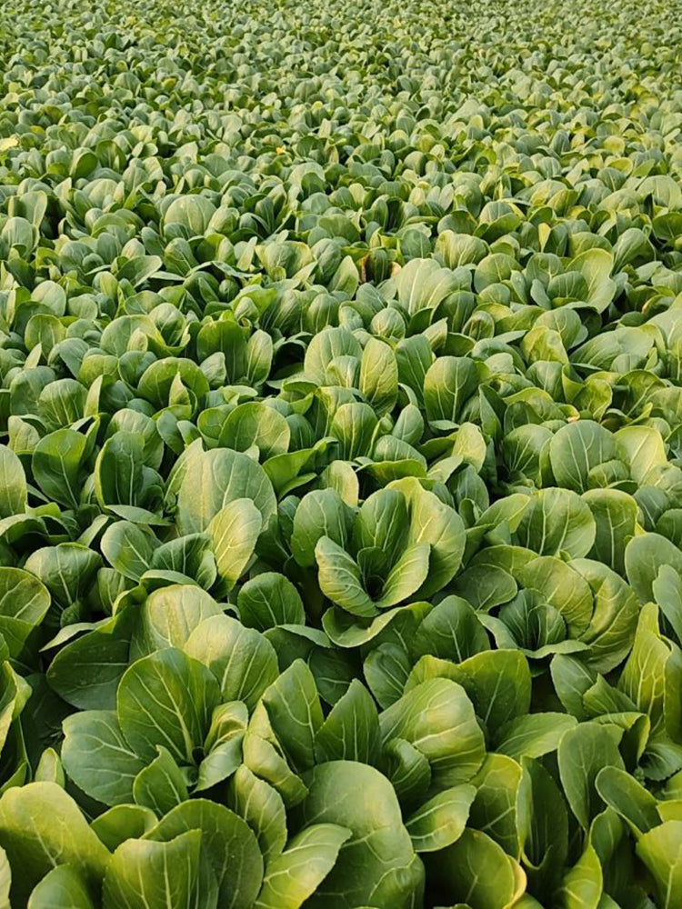 Jinmei 22 Green-stem Pak Choi