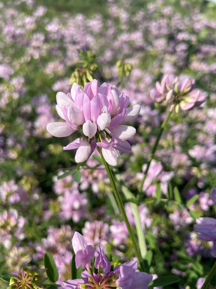 Crown Vetch