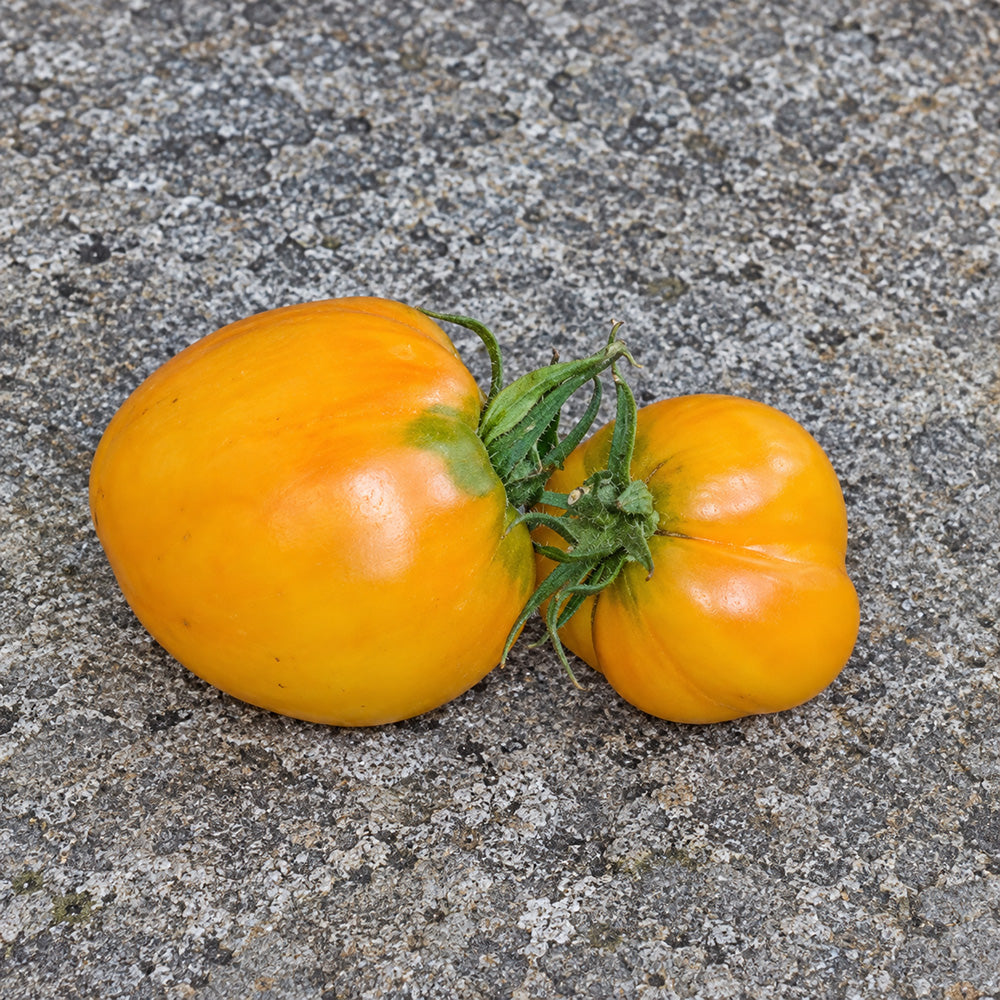 360 Rosalie's Early Orange Tomato