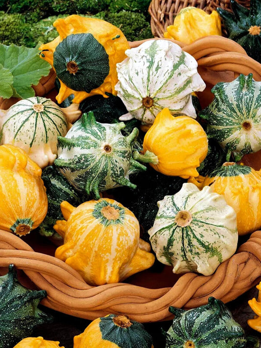 Crown of Thorns Gourd