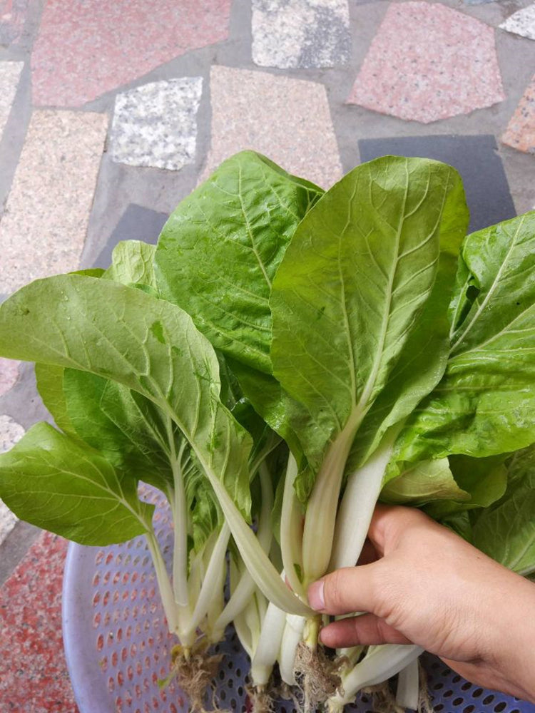'Chiye No.6' Pak Choi