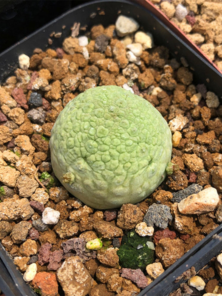Pseudolithos migiurtinus