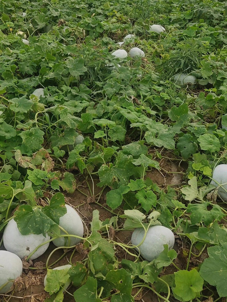 Jiemei Pink Skin Winter Melon