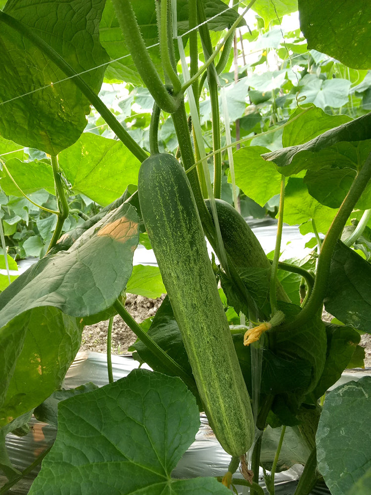 Yanbai No.3 Cucumber
