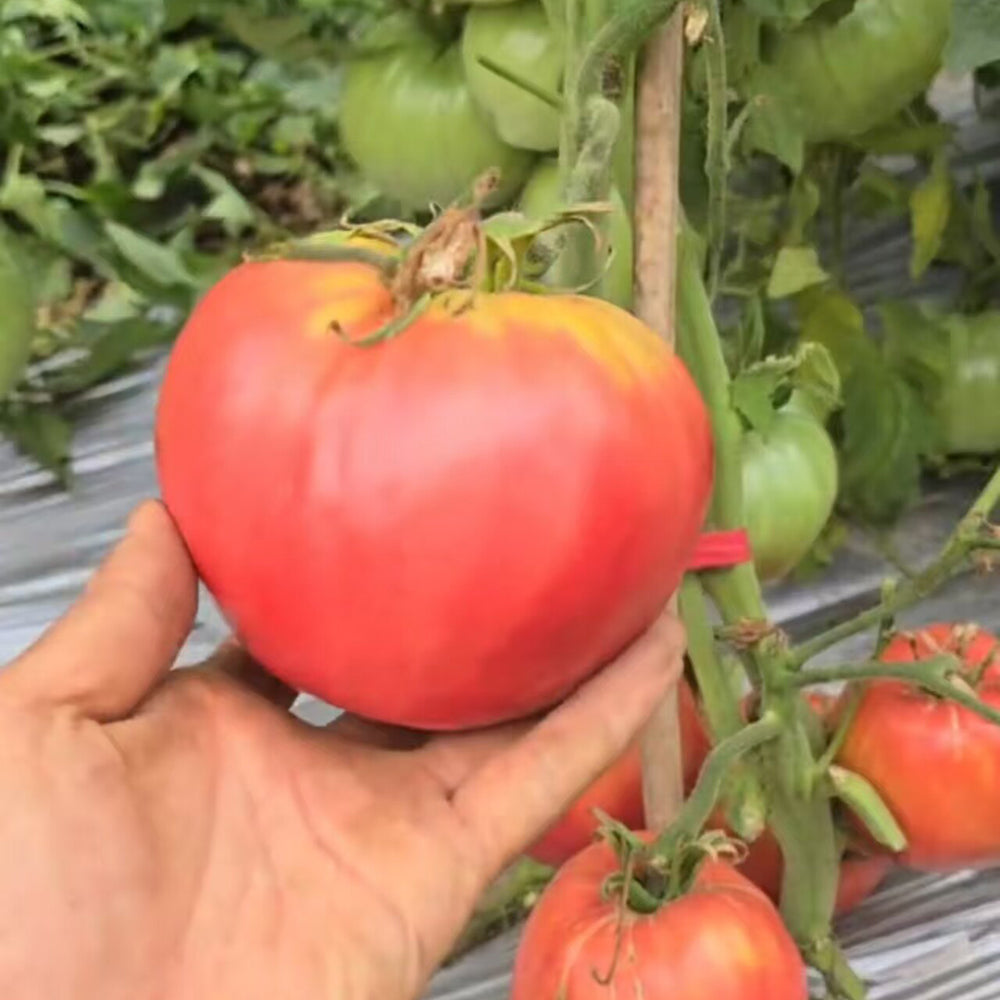 816 Bulgarian Mountain Cap Tomato