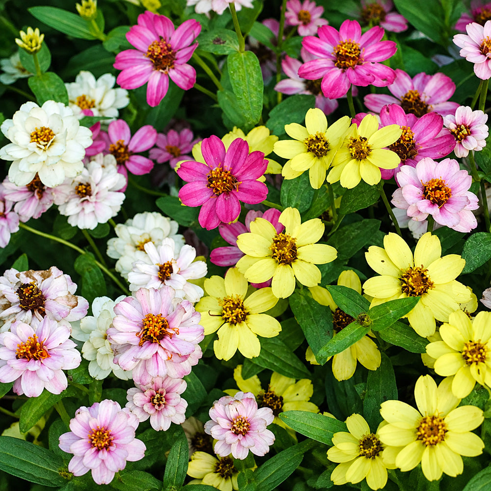 W1341 Dwarf Small-Flowered Zinnia Mix