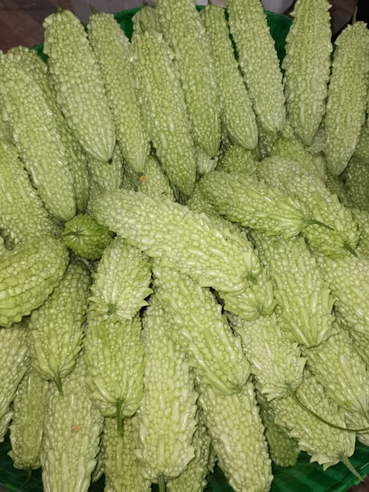 Jiemei 15 Bitter Gourd