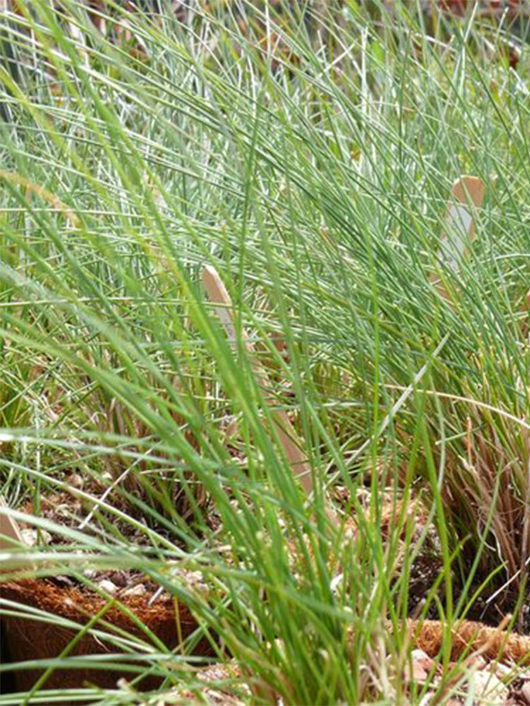 Red Fescue