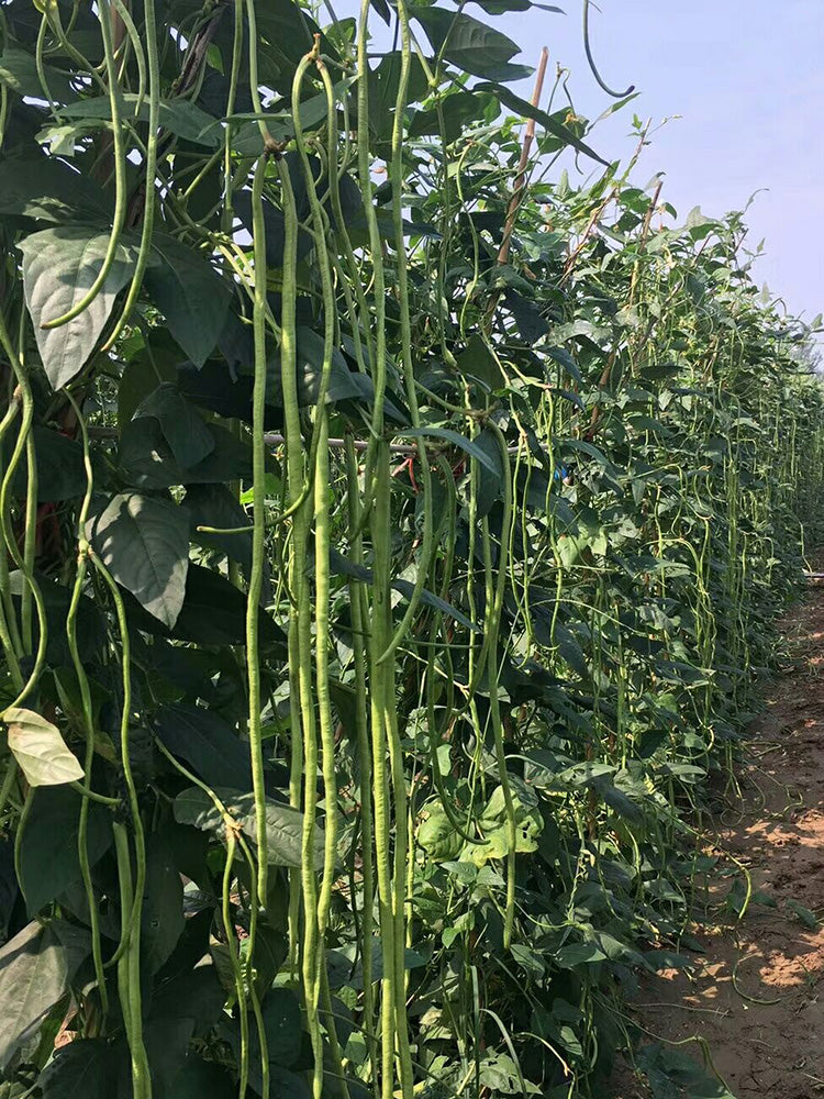 Jiaduobao Yardlong Bean
