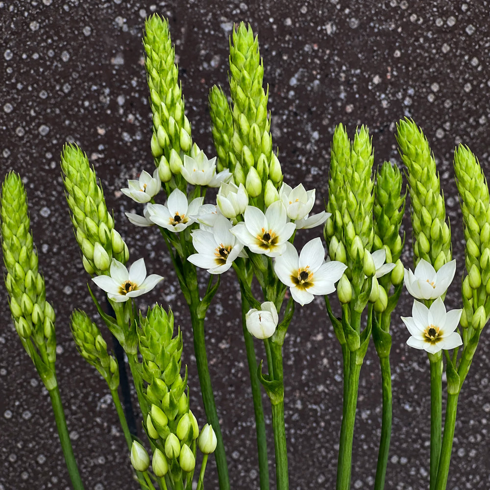 U2219 White Star of Bethlehem