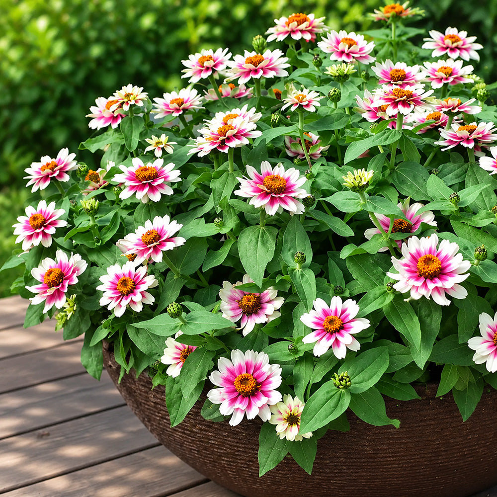 W1343 Zahara Starlight Rose Zinnia