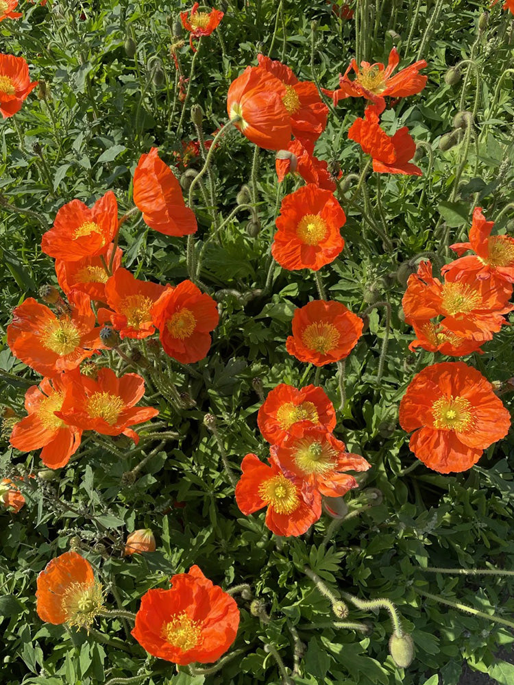 Iceland Poppy